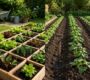 Square Foot Gardening vs Row Gardening Is 50% Less Work Real