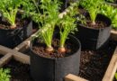Top Hats for Root Crops The New Square Foot Gardening Technique