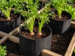 Top Hats for Root Crops The New Square Foot Gardening Technique